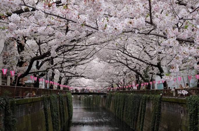 That Sakura arch at Nakameguro