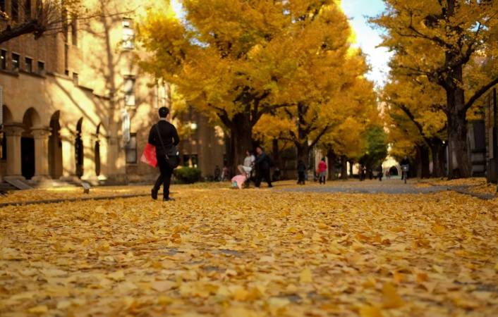 Yellow ginkgo at The University of Tokyo
